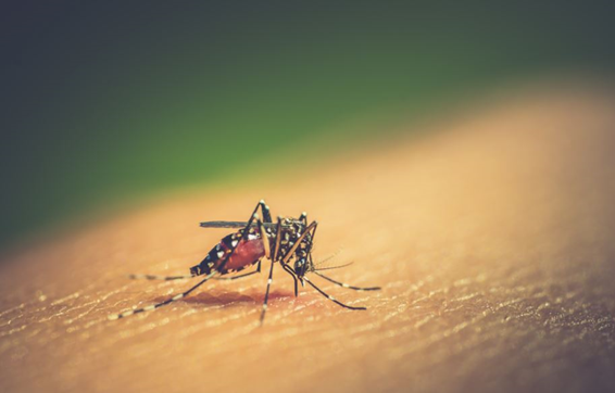 Dengue e Covid